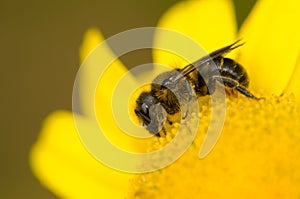 Canary black bee Apis mellifera. photo
