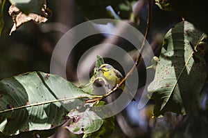 A canary on a branch