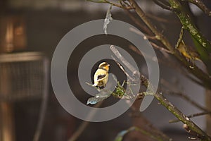 Canary on a brench looking at the camera in a public park