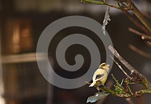 Canary on a brench looking at the camera in a public park