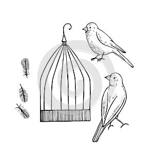Canary and cage. Vector sketch illustration.