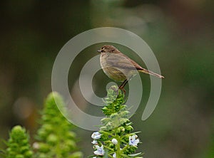 Canary chiffchaff on echium wildflowers