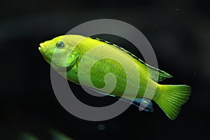 Canary cichlid (Labidochromis caeruleus)