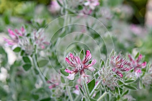 Canary clover Lotus hirsutus veined pinkish-red flowers