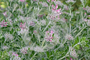 Canary clover Lotus hirsutus white veined pinkish-red flowers