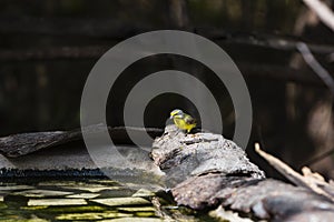 A canary coming for water