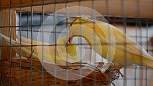 Canary couple in cage and male bird feeding female in nest