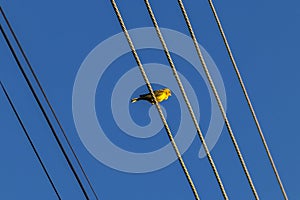 Canary-of-the-earth, Sicalis flaveola, also known as Canarinho