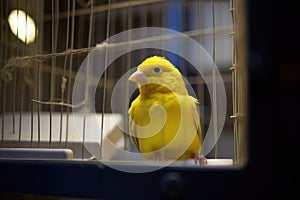 canary echoing tunes inside its cage