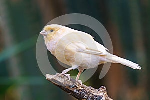 Canary Exotic birds and animals in wildlife in natural setting