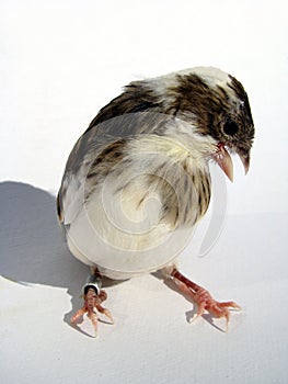 Canary frontal close-up