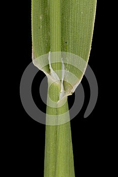 Canary Grass (Phalaris canariensis). Culm and Leaf Sheath Closeup