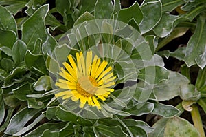 Canary Island daisy