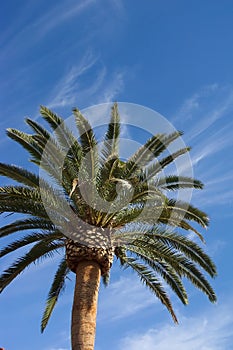 Canary Island Date Palm photo