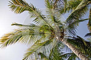 Canary Island date palm