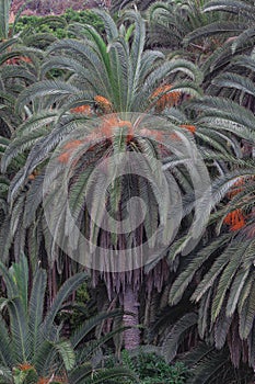 Canary Island date palm with green vegetation background