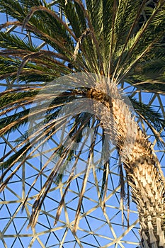 Canary Island Date Palm Tree at Conservatory