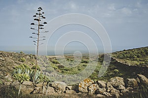 Canary Island of Lanzarote springtime nature landscape