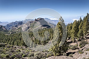 Canary Island pine forest, Pinus canariensis, in Nublo Rural Park