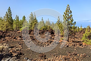 Pine forest in Teide National Park, Tenerife