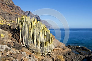 Canary Island Spurge