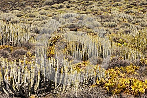 Canary Island spurge, Euphorbia canariensis