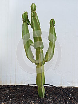 Canary Island Spurge (Euphorbia canariensis) close up. Closeup of green cactus. Vegetation and flora