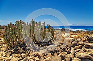 Canary Island spurge on stones beach