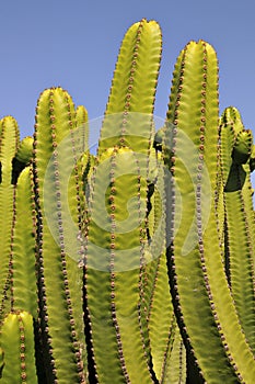 Canary Island Spurge at Tenerife