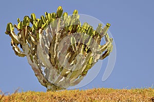 Canary Island Spurge at Tenerife photo