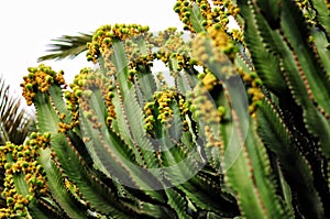 Canary Island Spurge - toxic cactus Euphorbia canariensis. Pla