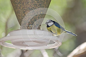 Canary Islands blue tit Cyanistes teneriffae eating in a bird feeder.