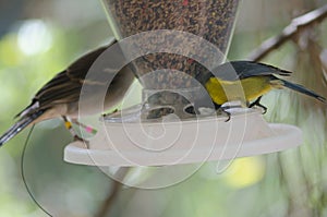 Canary Islands blue tit Cyanistes teneriffae eating and Gran Canaria blue chaffinch Fringilla polatzeki.