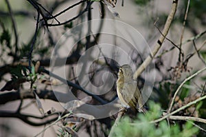 Canary Islands chiffchaff