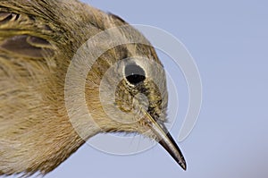 Canary Islands chiffchaff.