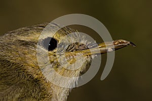 Canary Islands chiffchaff with a malformed beak.