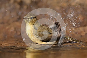 Canary Islands Chiffchaff - Phylloscopus canariensis