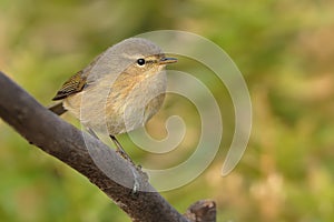 Canary Islands Chiffchaff - Phylloscopus canariensis