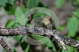 Canary Islands chiffchaff Phylloscopus canariensis on a branch.