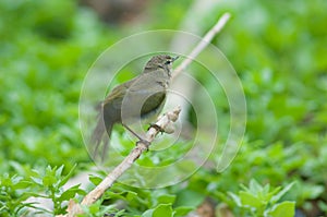 Canary Islands chiffchaff Phylloscopus canariensis fluttering their wings just bathed.