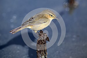 The Canary Islands chiffchaff Phylloscopus canariensis sitting on a twig in a swamp