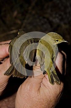 Canary Islands chiffchaff and willow warbler.