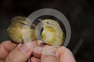 Canary Islands chiffchaff and willow warbler.