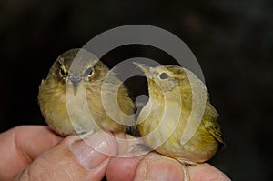 Canary Islands chiffchaff and willow warbler.