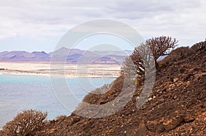 Canary Islands, Euphorbia balsamifera