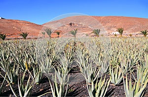 Canary Islands, Fuerteventura: Aloe Vera Plantation