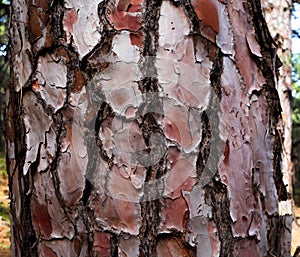 Pine tree shell from Canary islands.