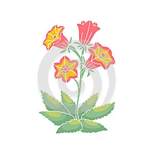 Canary islands pink stylized bellflower flower motif