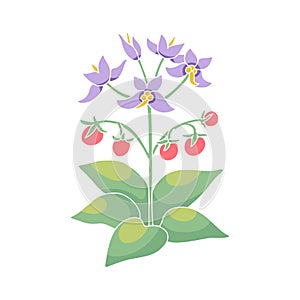 Canary islands stylized wild Tenerife nightshade flower motif