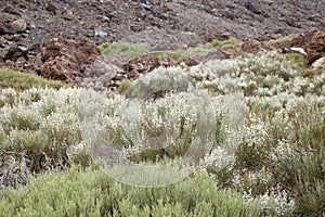 Canary Islands, Tenerife photo